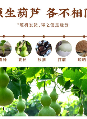 天然小胖墩文玩葫芦创意雕刻手把件解压盘玩手捻百搭手机包包挂件