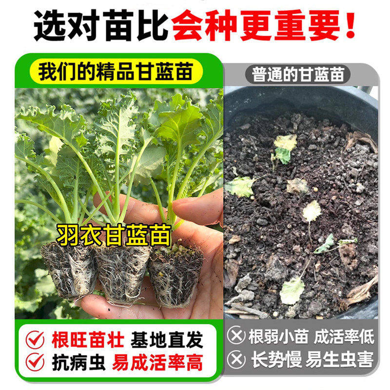 紫粉羽衣甘蓝秧苗秋冬蔬菜苗四季可食用绿羽衣甘蓝苗大苗地栽盆栽,淘宝优惠券,粉丝福利购,淘宝优惠卷