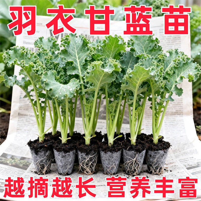 紫粉羽衣甘蓝秧苗秋冬蔬菜苗四季可食用绿羽衣甘蓝苗大苗地栽盆栽,淘宝优惠券,粉丝福利购,淘宝优惠卷