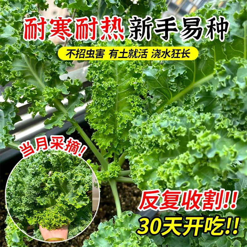 紫粉羽衣甘蓝秧苗秋冬蔬菜苗四季可食用绿羽衣甘蓝苗大苗地栽盆栽,淘宝优惠券,粉丝福利购,淘宝优惠卷