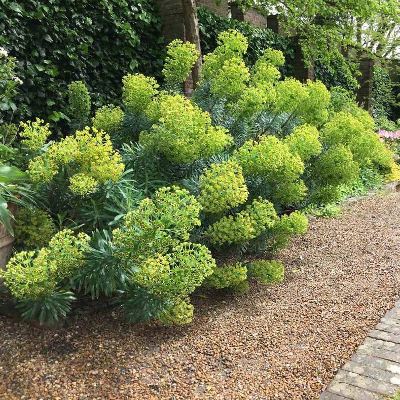 进口新品观叶观花彩虹耐寒大戟四季常绿盆栽植物宿根花卉庭院绿植-图1