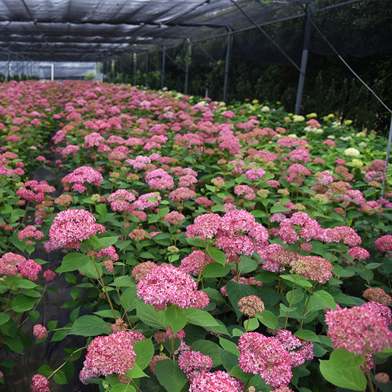 粉色贝拉安娜贝拉乔木绣球花苗花圃植物室外耐寒庭院花卉盆栽绣球-图0