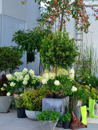 圆锥绣球香草草莓耐晒石灰灯夏日美人北极熊活力青柠花苗盆栽花卉,淘宝优惠券,粉丝福利购,淘宝优惠卷
