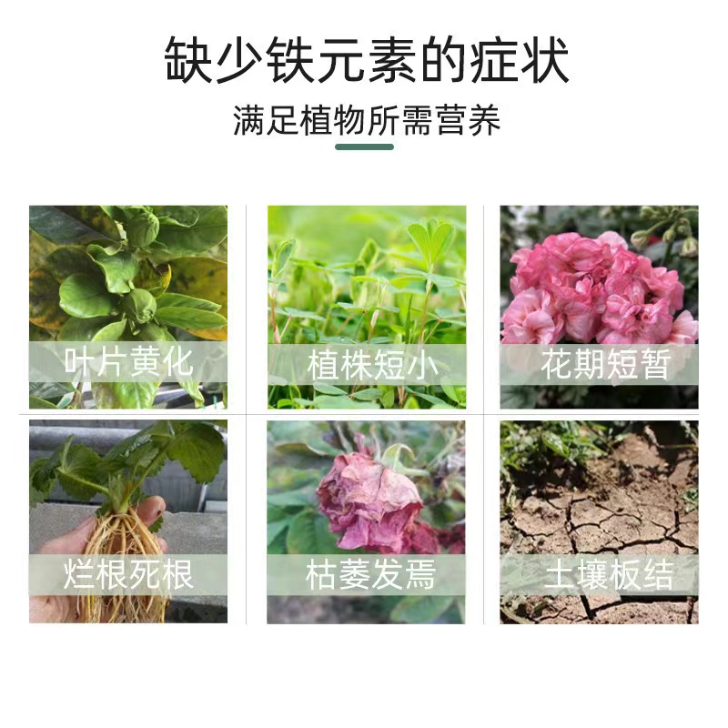 绣球杜鹃常用硫酸亚铁茶花栀子花肥料专用肥盆栽通用养花铁肥调酸 - 图2