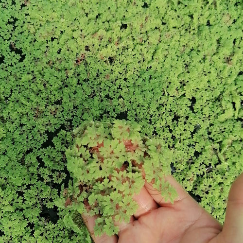 满江红珊瑚萍水培园艺花卉养龟养鱼花卉造景观植物浮萍鱼缸净化 - 图2