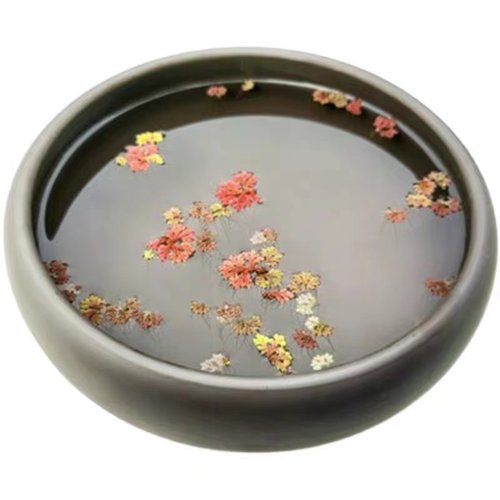 满江红珊瑚萍水培园艺花卉养龟养鱼花卉造景观植物浮萍鱼缸净化 - 图3