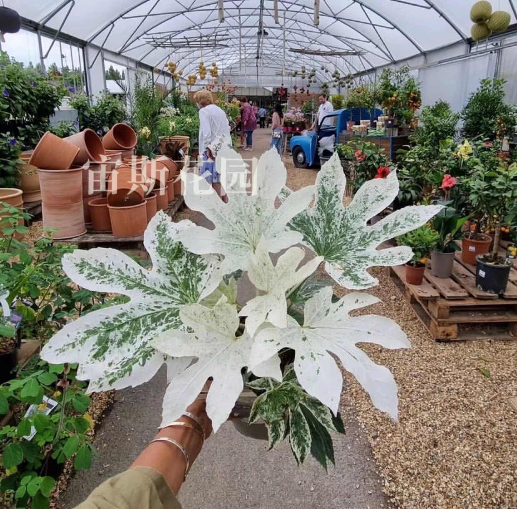 花園植物 行道樹 果樹 新人首單立減十元 22年3月 淘寶海外 花園植物 行道樹 果樹 新人首單立減十元 22年3月 淘寶海外