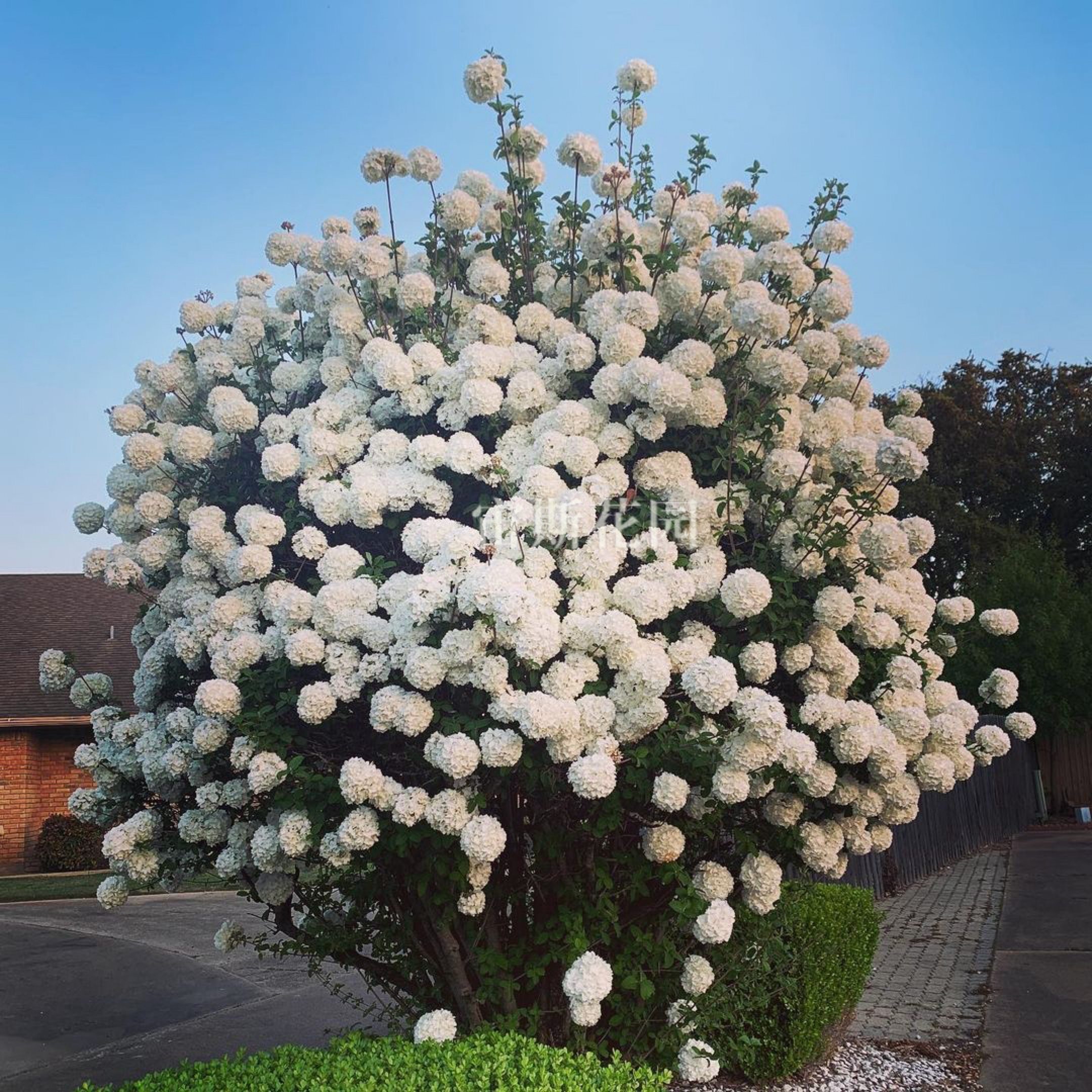 【中华木绣球】宙斯花园庭院露台耐热耐寒网红大花绣球苗植物盆栽,淘宝优惠券,粉丝福利购,淘宝优惠卷