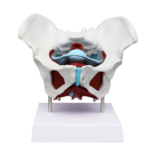 Мужские и женские генитальные модели тазового таза женский тазовый структурная мочевой пузырь