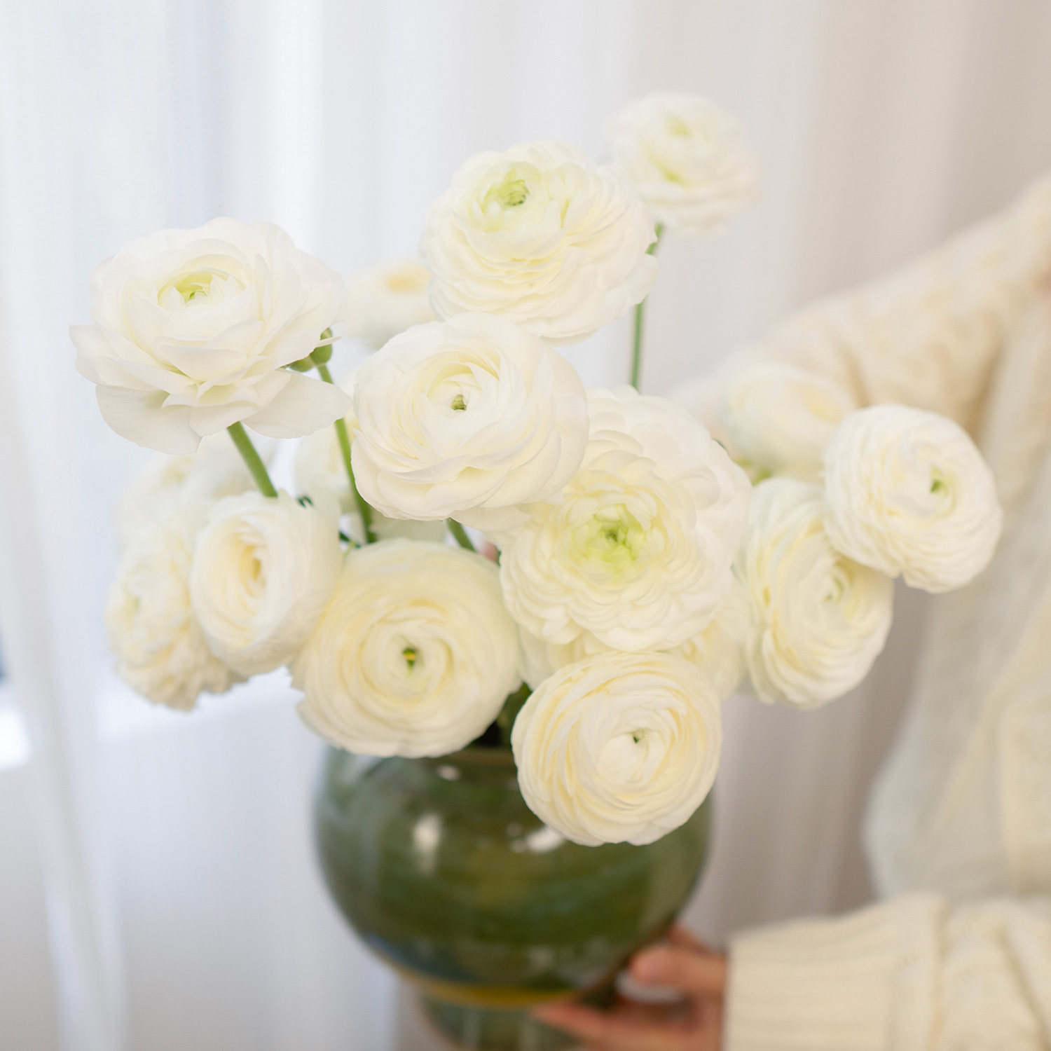 洋牡丹鲜花云南基地直发花艺师首选插花新年鲜花水养鲜花,淘宝优惠券,粉丝福利购,淘宝优惠卷