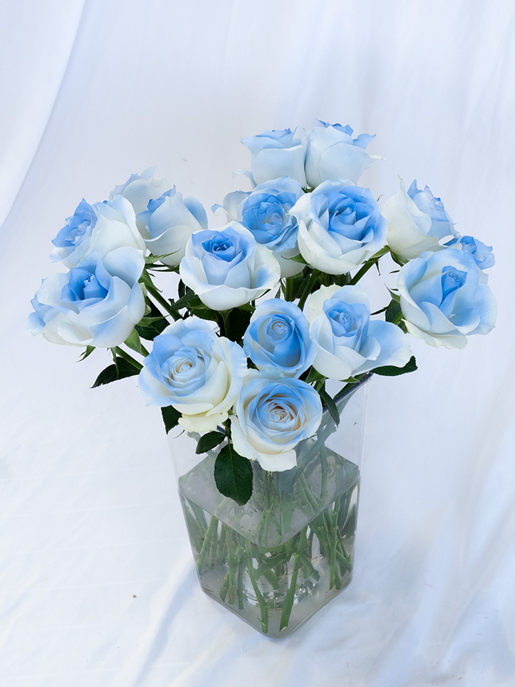 碎冰蓝骄傲白玫瑰鲜花云南基地直发真花鲜切花水养插瓶黑骑士喷色 - 图1