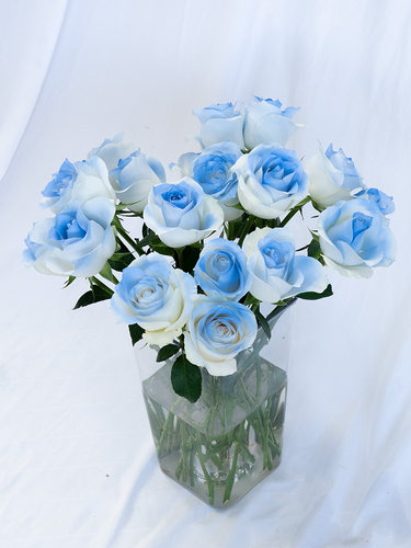 碎冰蓝骄傲白玫瑰鲜花云南基地直发真花鲜切花水养插瓶黑骑士喷色 - 图1
