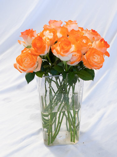 碎冰蓝骄傲白玫瑰鲜花云南基地直发真花鲜切花水养插瓶黑骑士喷色 - 图0