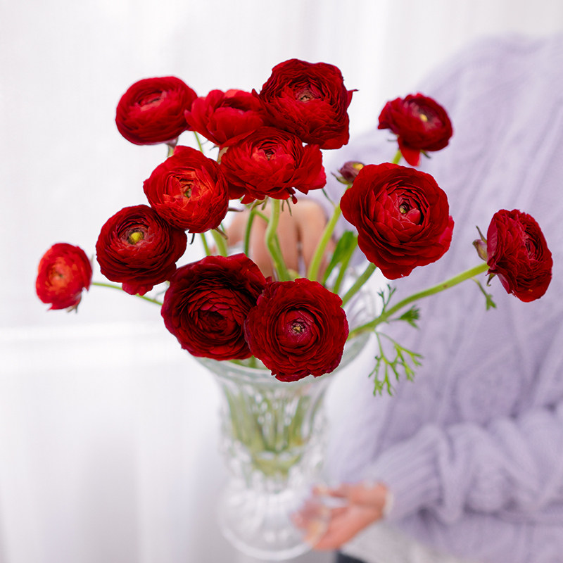 洋牡丹鲜花云南基地直发花艺师首选插花新年鲜花水养鲜花,淘宝优惠券,粉丝福利购,淘宝优惠卷