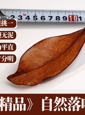 咖色真树叶广玉兰落叶秋天手工叶