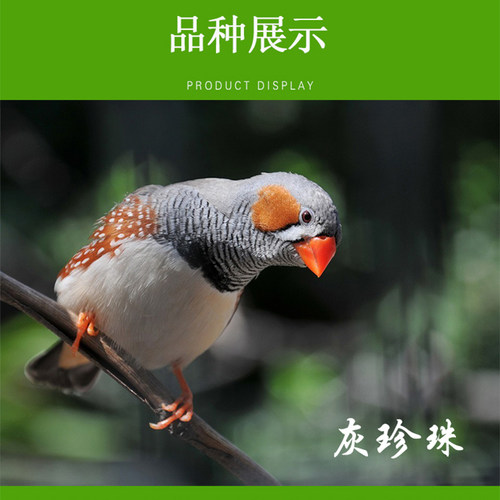 珍珠鸟活体宠物灰白珍珠文鸟十姐妹保姆种鸟繁殖小幼鸟袖珍鸟 - 图2