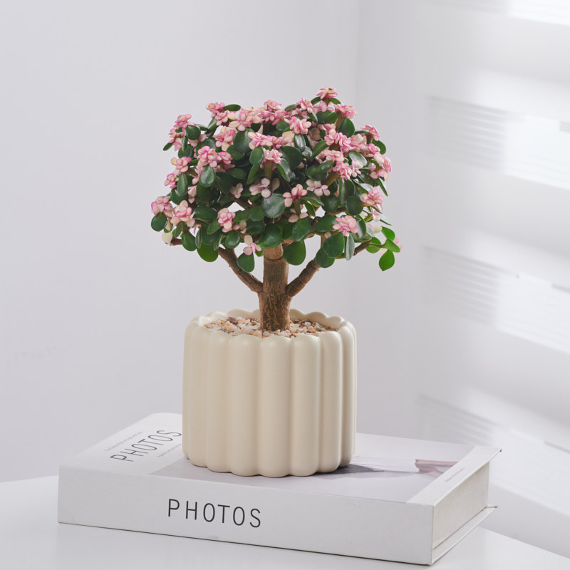 金枝玉叶花开富贵棒棒糖多肉盆栽大老桩绿植室内客厅花卉好养活,淘宝优惠券,粉丝福利购,淘宝优惠卷