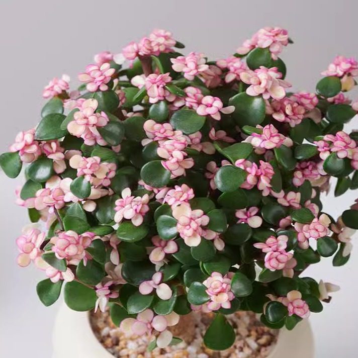 金枝玉叶花开富贵棒棒糖多肉盆栽大老桩绿植室内客厅花卉好养活,淘宝优惠券,粉丝福利购,淘宝优惠卷