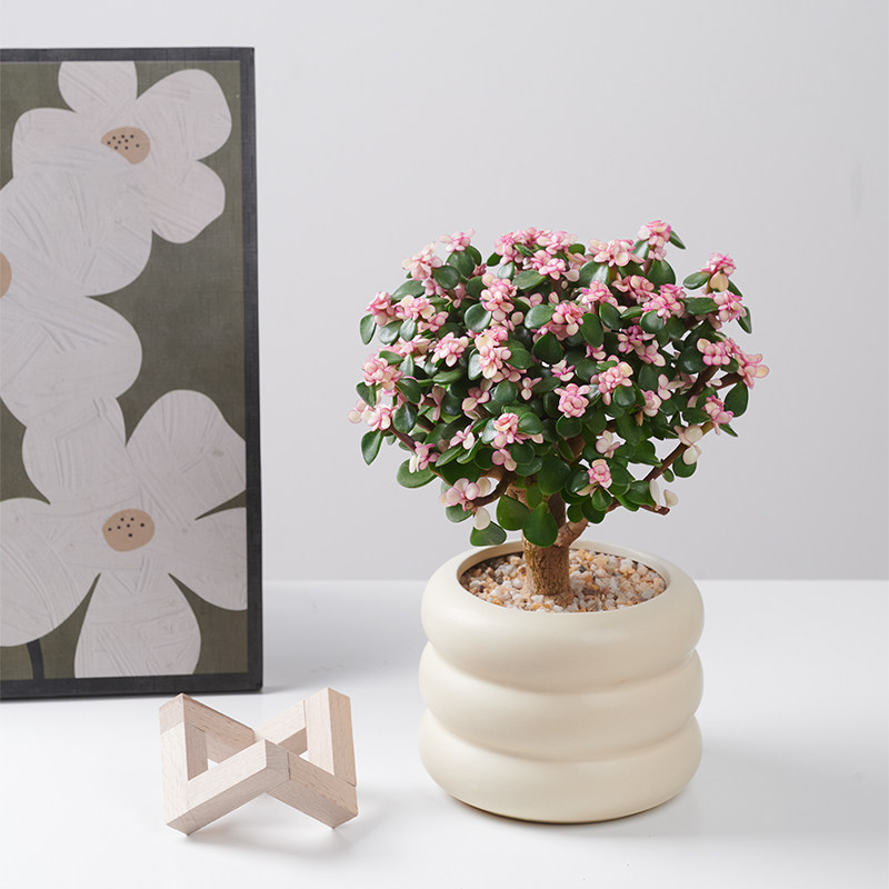 金枝玉叶花开富贵棒棒糖多肉盆栽大老桩绿植室内客厅花卉好养活,淘宝优惠券,粉丝福利购,淘宝优惠卷