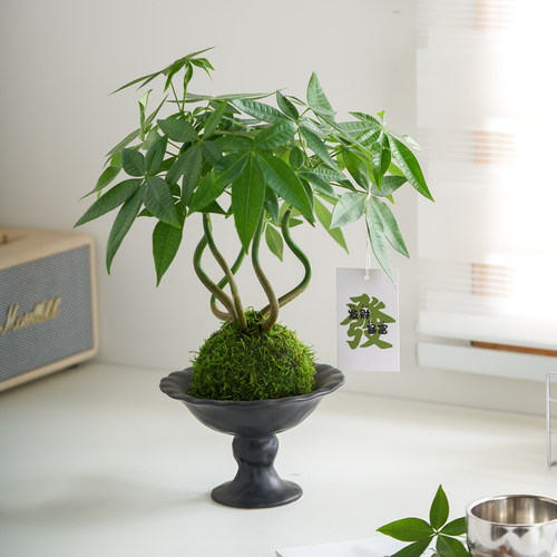 奇趣发财树苔藓球水培植物办公室内客厅招财绿植好养耐活造型摆件 - 图2