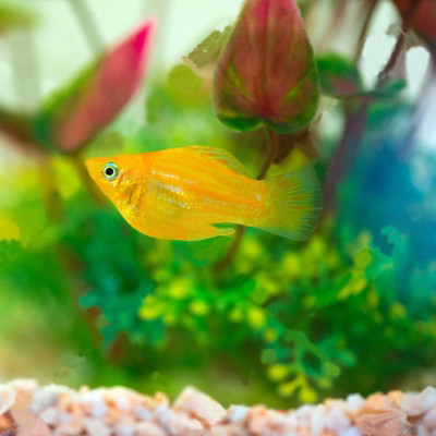 新手鱼胎生鱼玛丽鱼孔雀鱼米奇鱼月光鱼除油膜鱼观赏鱼活体鱼包邮 虎窝淘