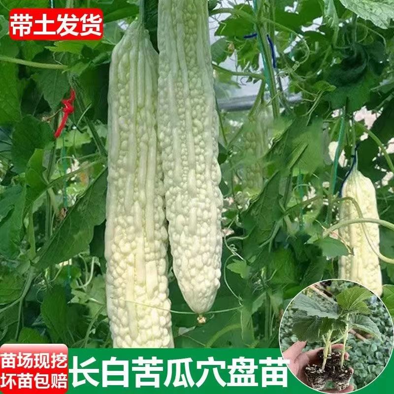 苦瓜苗翡翠长绿苦瓜白苦瓜秧苗带土高产四季庭院种植蔬菜种苗-图1