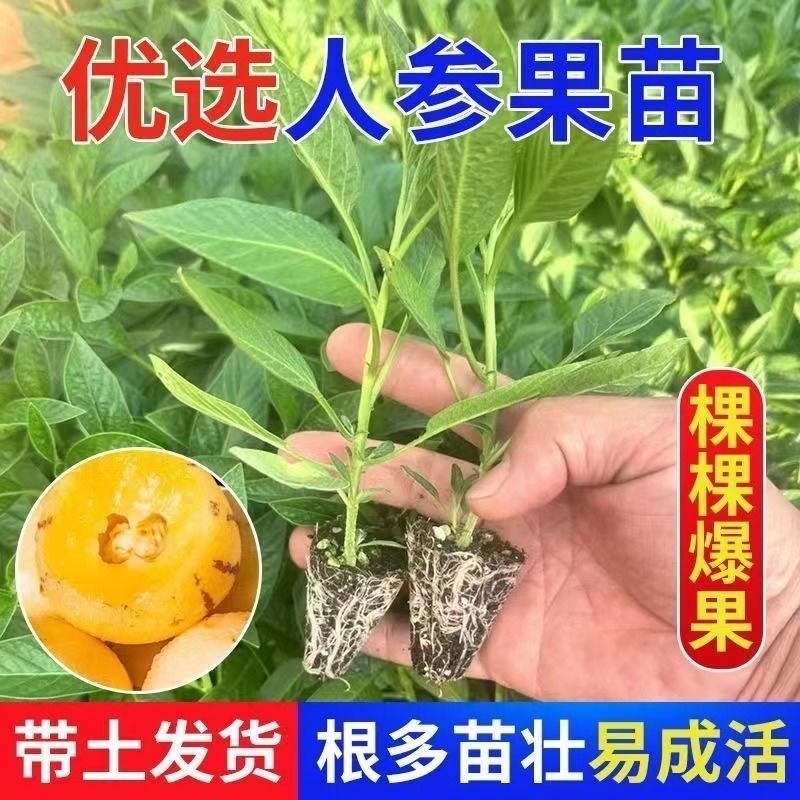 人参果苗盆栽人参果树苗秧苗春秋种植春秋结果观赏盆景阳台庭院 - 图0