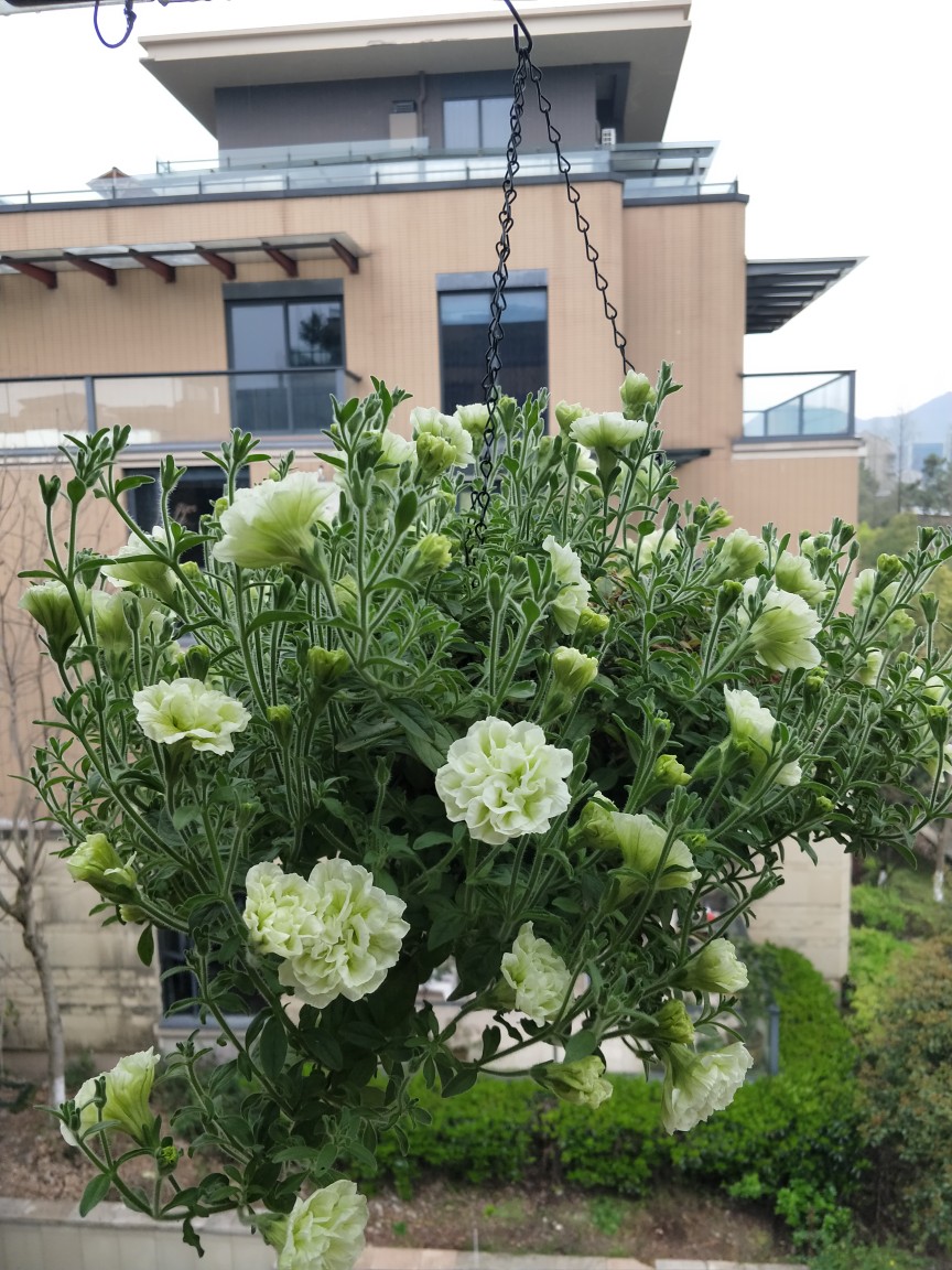 超级重瓣矮牵牛冰淡紫伊丽莎白垂吊牛盆栽花苗四季大号阳台33包邮 - 图3