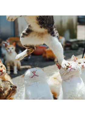 装饰画橘猫拥抱客厅卧室房间