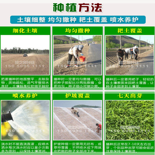 进口草坪种子草籽四季常青庭院绿化护坡马尼拉草皮草子黑麦草种子 - 图2