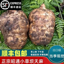 Shunfeng Speed Fat Zhaotong fresh gastrodia Yunnan small grass Dam gastrodia elata Non-wild now Excavated Alpine Fresh Gastrodia