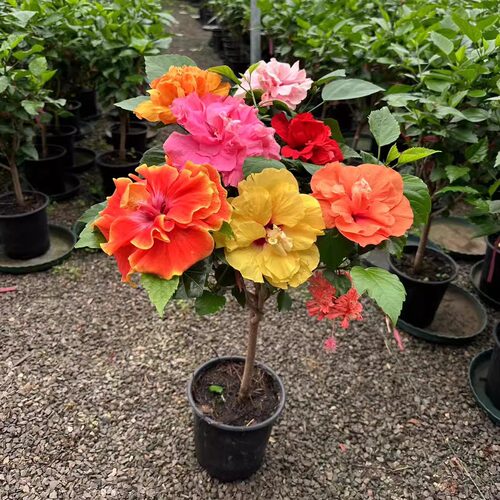 嫁接多色重瓣木槿花扶桑盆栽朱槿牡丹好养活室内阳台庭院绿植花卉 - 图0