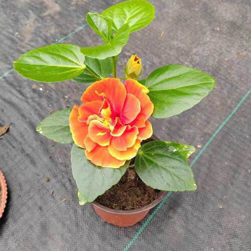 重瓣阿波罗木槿盆栽丹麦木槿小苗扶桑花苗带花苞发货好养室内花卉 - 图2