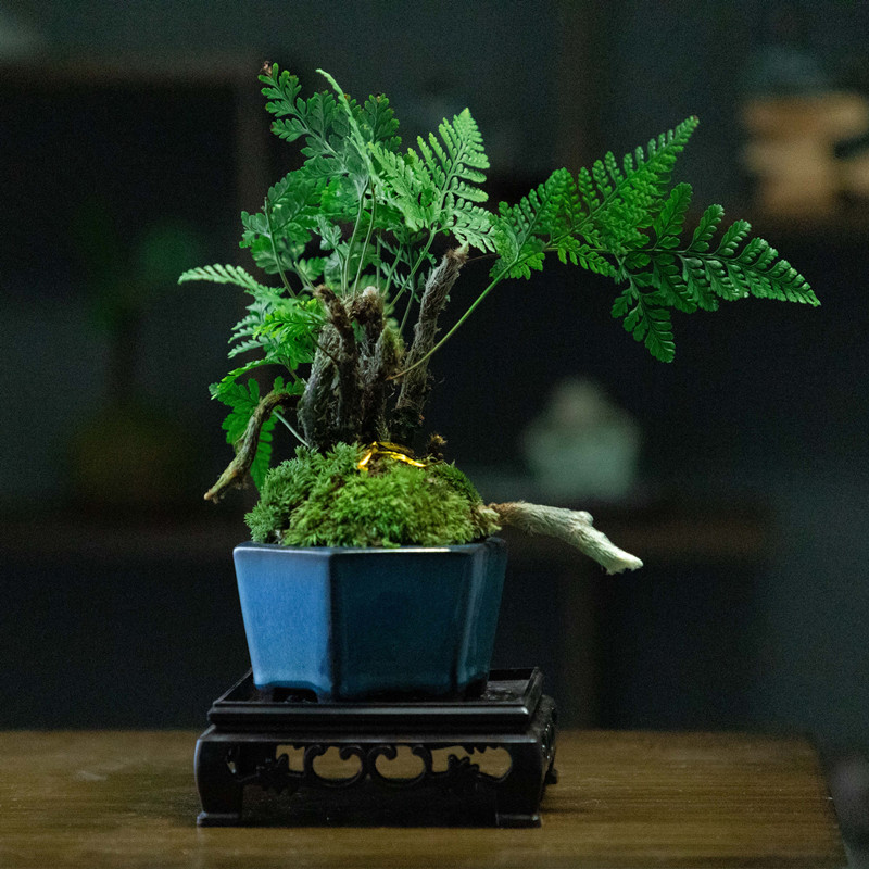 狼尾蕨蕨类绿植盆栽盆景好养室内书房办公室净化空气中式禅意摆件 张少府园艺 淘优券