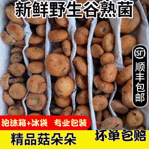2026新鲜谷熟菌菇朵500g黄谷熟云南野生菌蘑菇铜绿重阳紫花乌枞菌 - 图2