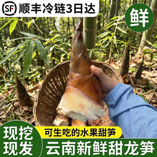 云南甜笋5斤 新鲜甜龙笋思茅普洱生吃水果竹笋鲜嫩春笋头蔬菜雷笋 - 图3