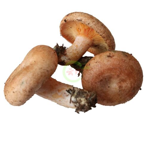 2026新鲜谷熟菌菇朵500g黄谷熟云南野生菌蘑菇铜绿重阳紫花乌枞菌 - 图3