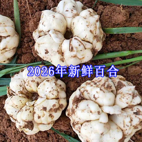 2026年宜兴新鲜大百合5斤3斤1000g宜兴特产现挖农家食用微苦百合 - 图3