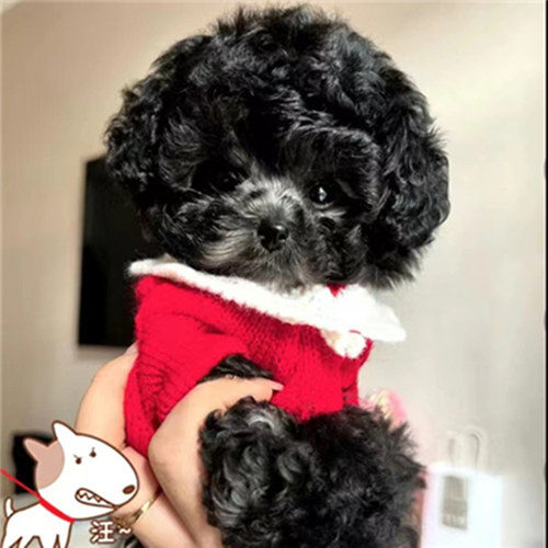宠物狗狗衣服小狗猫咪小猫泰迪比熊幼犬幼猫茶杯犬小型犬毛衣秋季 - 图0