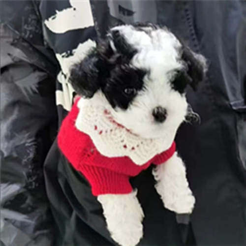 宠物狗狗衣服小狗猫咪小猫泰迪比熊幼犬幼猫茶杯犬小型犬毛衣秋季 - 图2