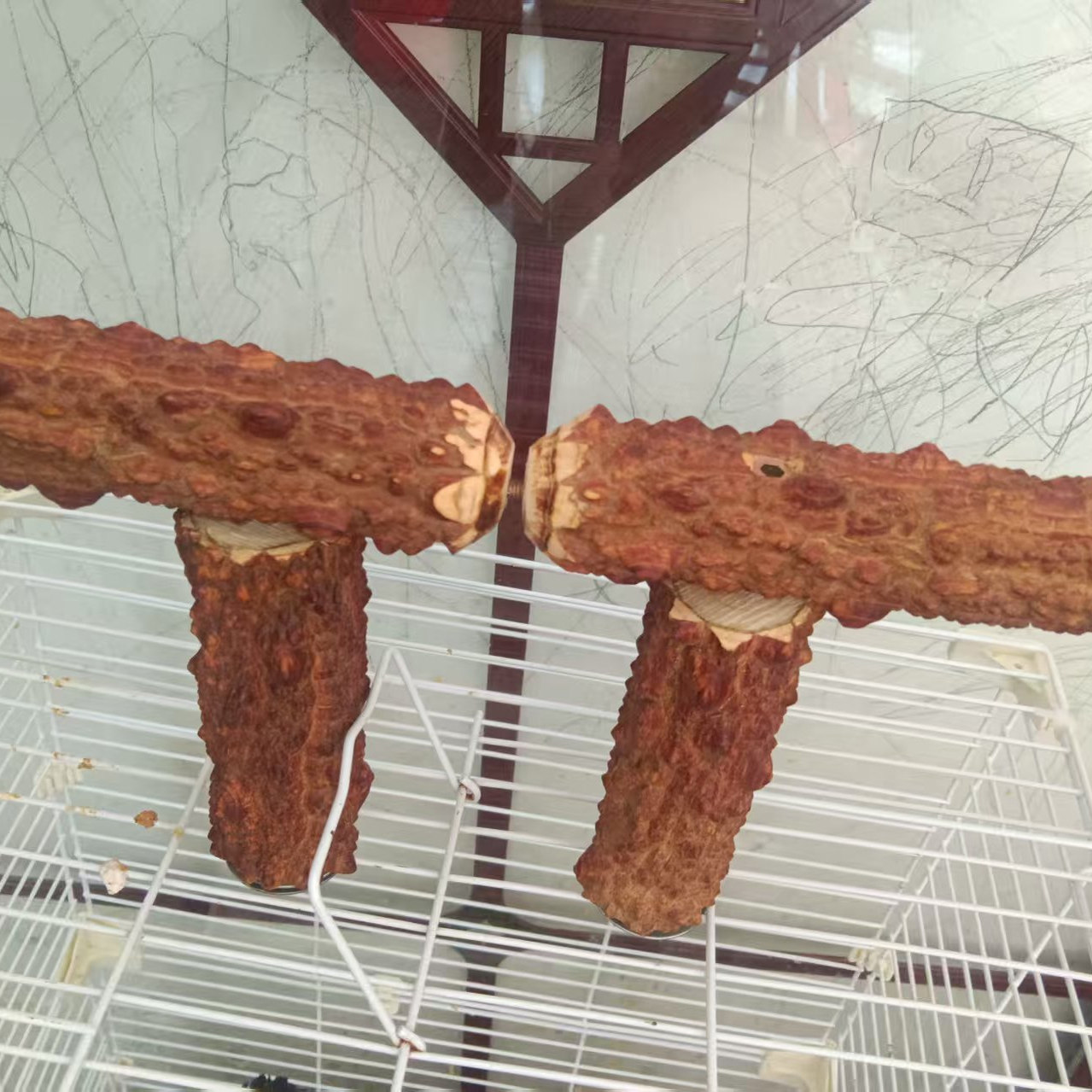 Parrot myna training stand