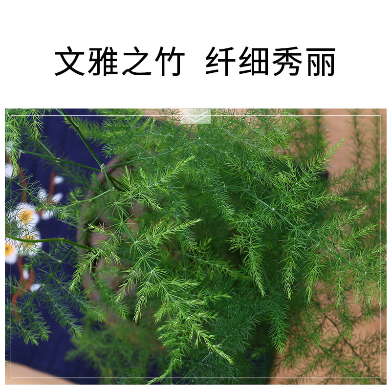 文竹盆栽植物办公室内桌面绿植四季常青高端云竹景观竹子小型盆景 - 图2