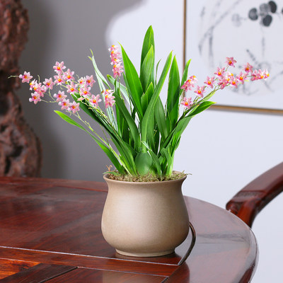 文心兰君子兰盆栽蝴蝶兰带花泼墨石斛兰室内花卉植物建兰观花绿植 虎窝淘