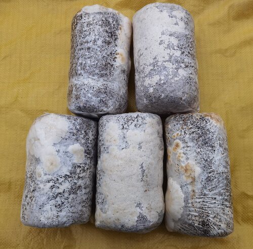 平菇菌种玉米芯种植平菇栽培三级种1包大包食用菌盆栽喷水出菇 - 图1