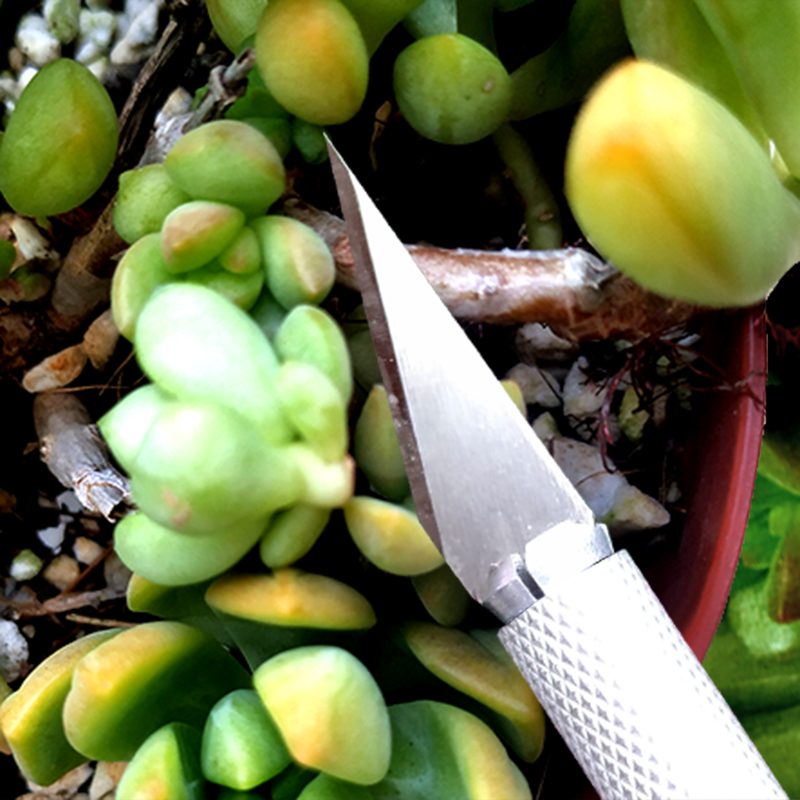 多肉砍头刀切多肉植物嫁接专用刀盆景小工具修根刀水仙花雕刻刀片,淘宝优惠券,粉丝福利购,淘宝优惠卷