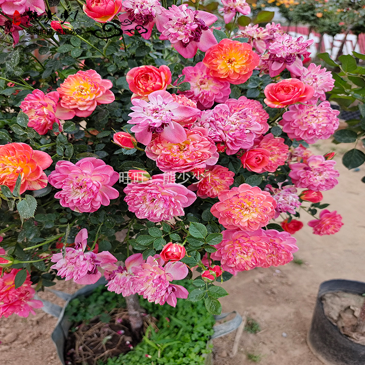 阳台带花精品超微月季躲躲藏藏\捉迷藏月季轻香丰花勤花当年开花-图0