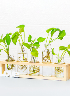 办公室装饰桌面摆件水培植物植物