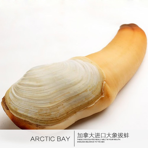 上海闪送包活加拿大进口干蚌鲜活野生象拔蚌刺身皇帝蚌一斤单价 - 图0