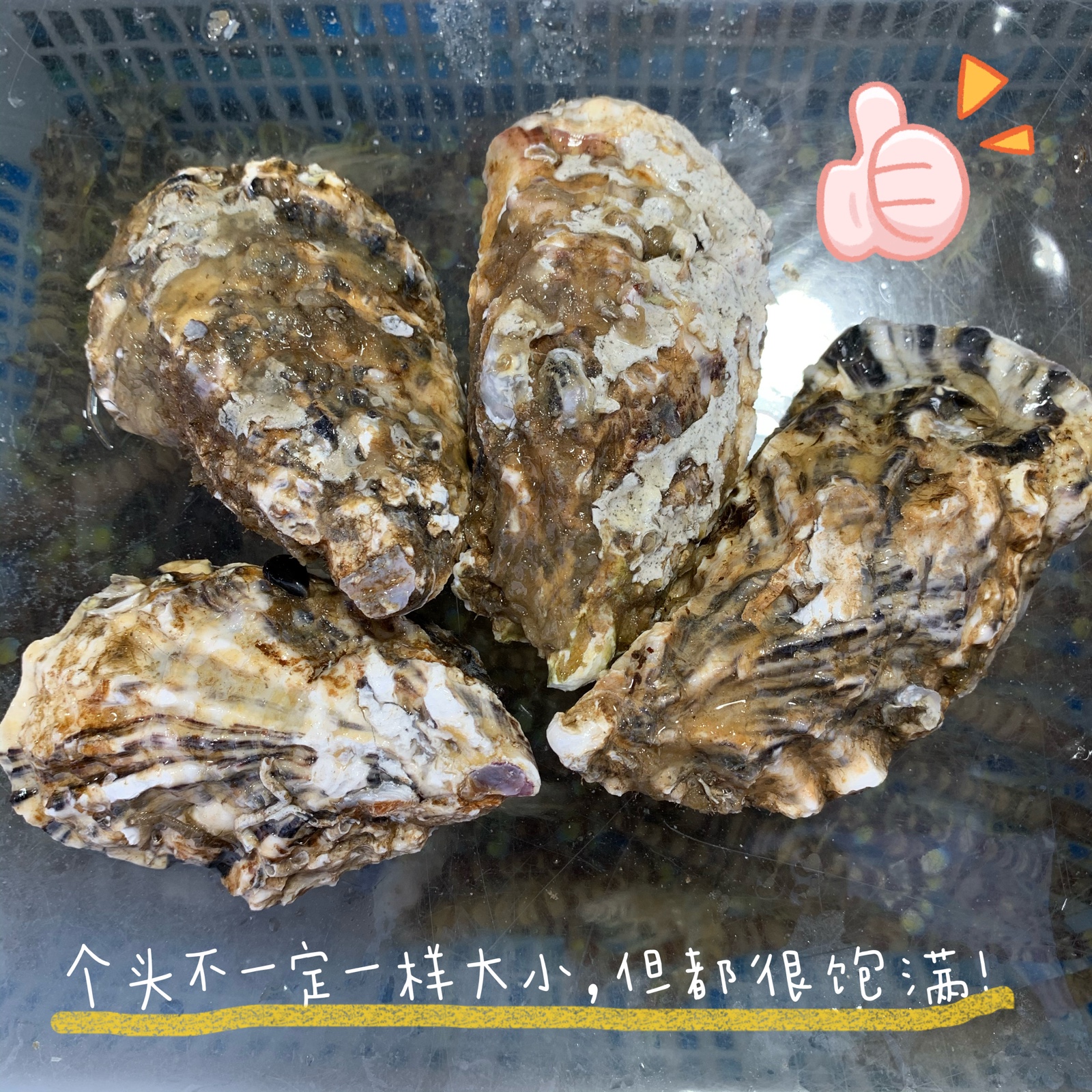 上海同城闪送水产广东湛江海乳鲜活生蚝烧烤清蒸10只顺丰包邮-图1