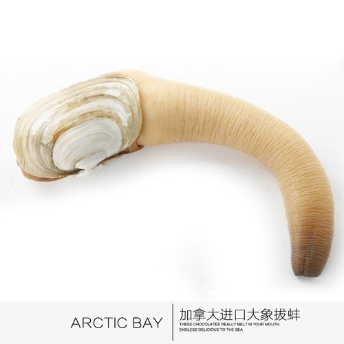 上海闪送包活加拿大进口干蚌鲜活野生象拔蚌刺身皇帝蚌一斤单价 - 图3